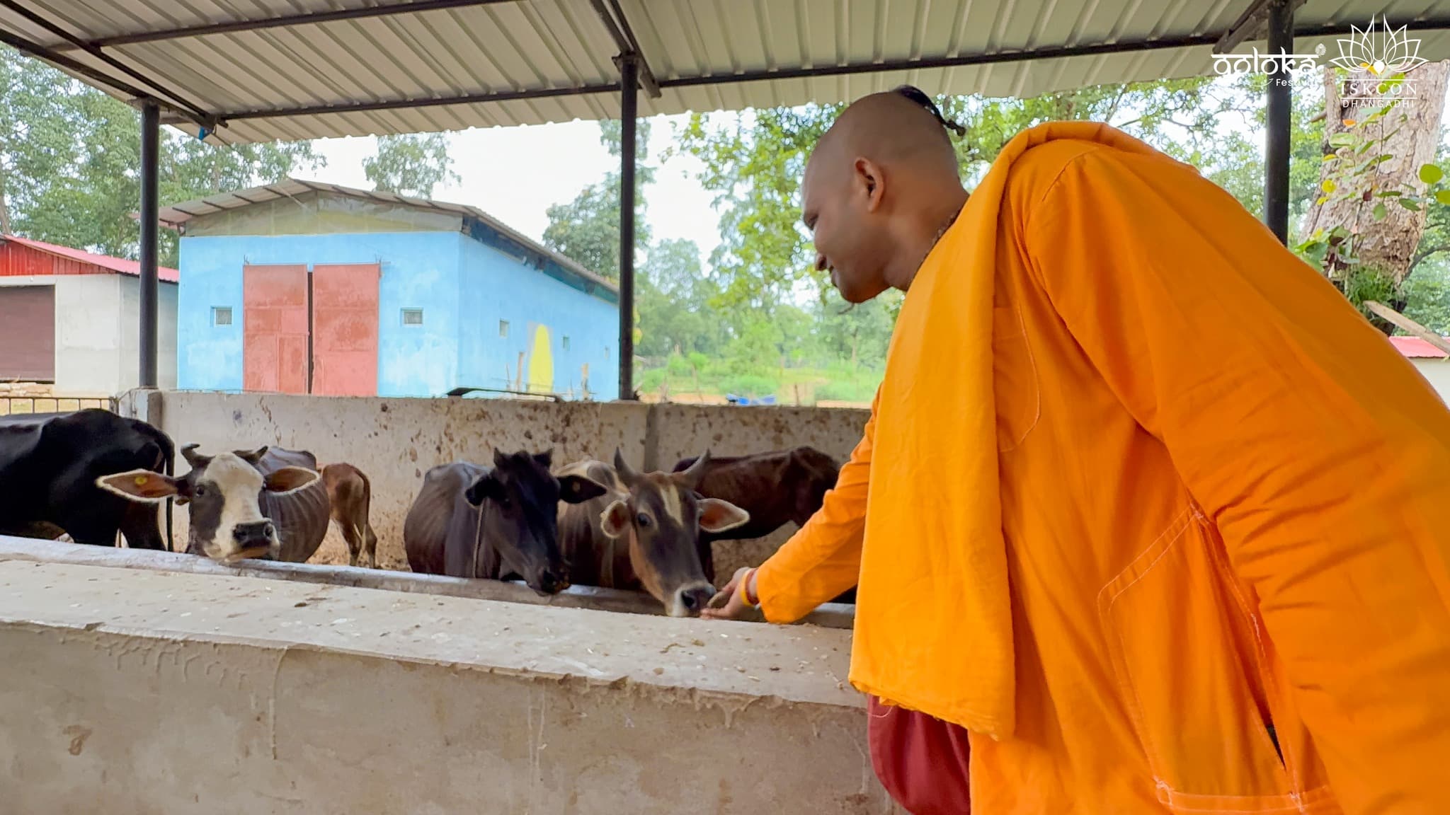 Cattle at the gaushala
