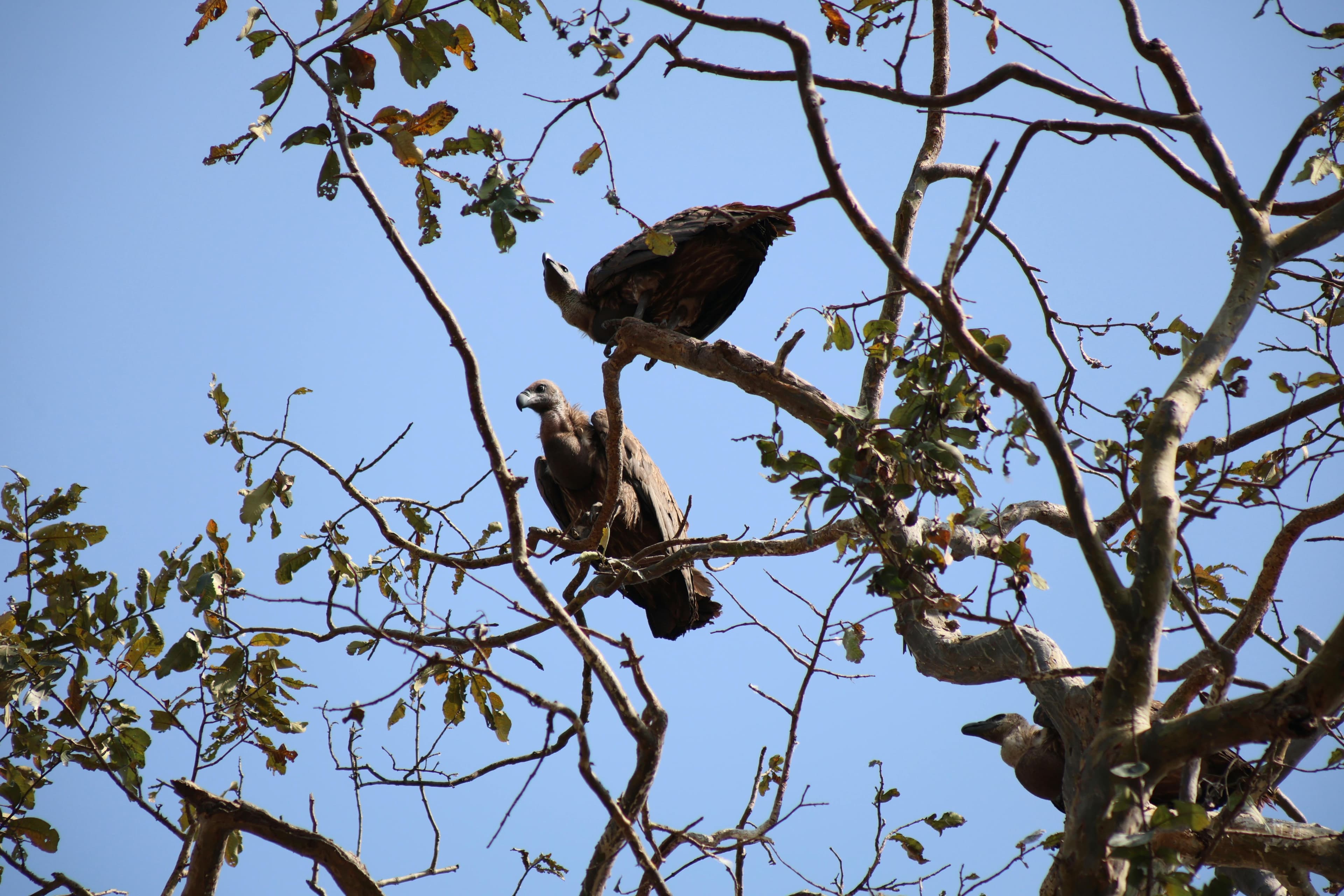 Vultures in flight and at roost